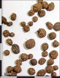 Fine Hi-Ti Mineral Agglomerates